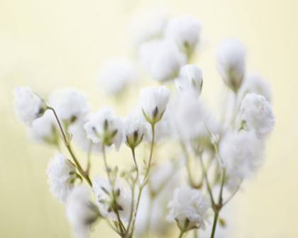 Picture of BABYS BREATH STUDY IV