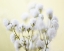Picture of BABYS BREATH STUDY IV