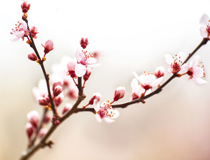 Picture of CHERRY BLOSSOM STUDY I