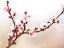 Picture of CHERRY BLOSSOM STUDY I