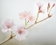 Picture of CHERRY BLOSSOM STUDY II