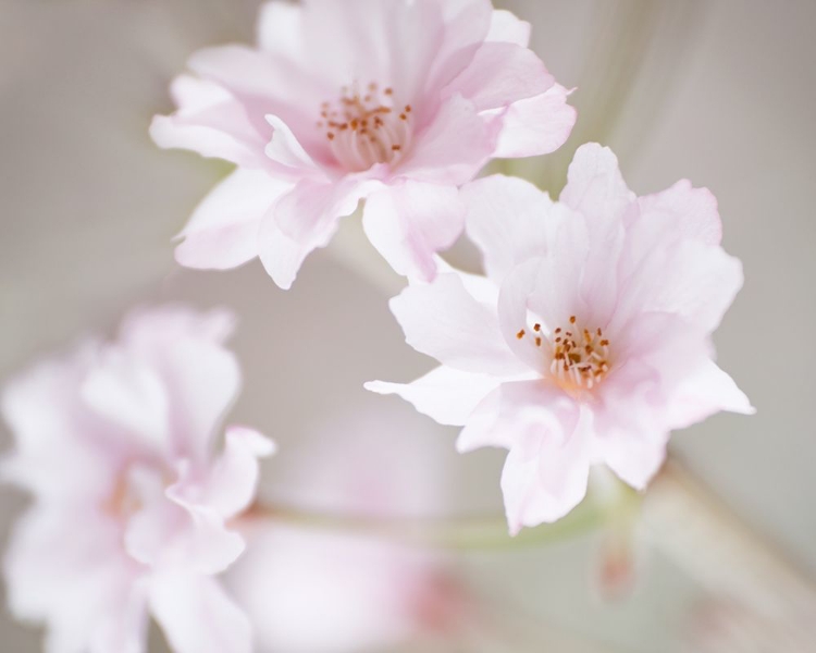 Picture of CHERRY BLOSSOM STUDY III