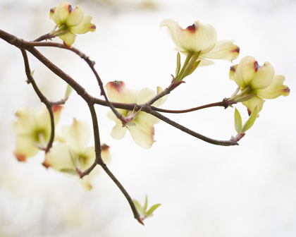 Picture of DOGWOOD DETAIL I