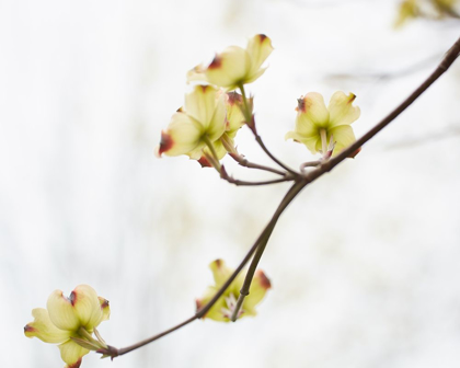 Picture of DOGWOOD DETAIL II