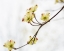 Picture of DOGWOOD DETAIL II