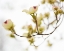 Picture of DOGWOOD DETAIL III