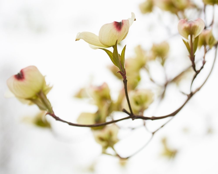 Picture of DOGWOOD DETAIL III