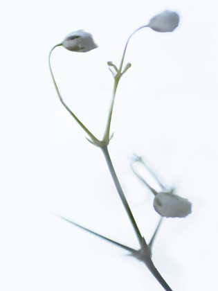 Picture of WHITE BUDS II