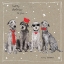 Picture of FANCYPANTS COOL DOGS IV