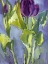 Picture of VIOLET SPRING FLOWERS II