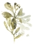 Picture of LICHEN AND LEAVES I