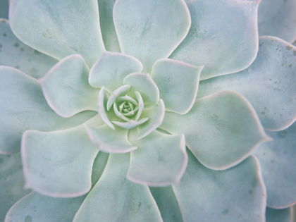 Picture of STORYBOOK SUCCULENT I
