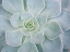 Picture of STORYBOOK SUCCULENT I