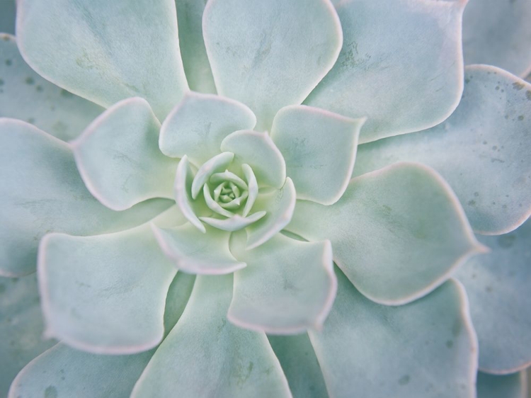 Picture of STORYBOOK SUCCULENT I