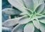 Picture of STORYBOOK SUCCULENT III