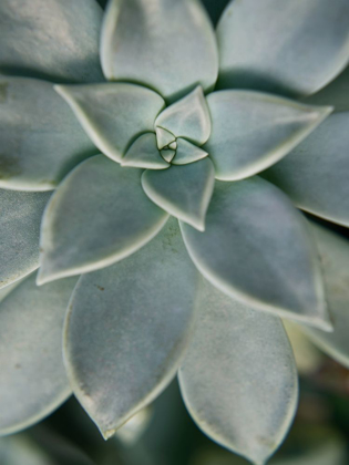 Picture of HANGING GARDEN SUCCULENT II