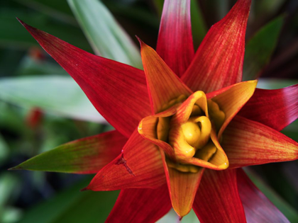 Picture of BROMELIAD BURST I