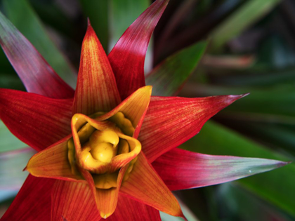 Picture of BROMELIAD BURST II