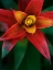 Picture of BROMELIAD BURST IV