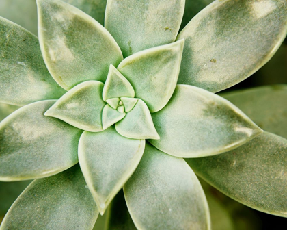 Picture of SPRING SUCCULENT I