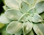 Picture of SPRING SUCCULENT II