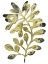 Picture of FOLIAGE FOSSIL II