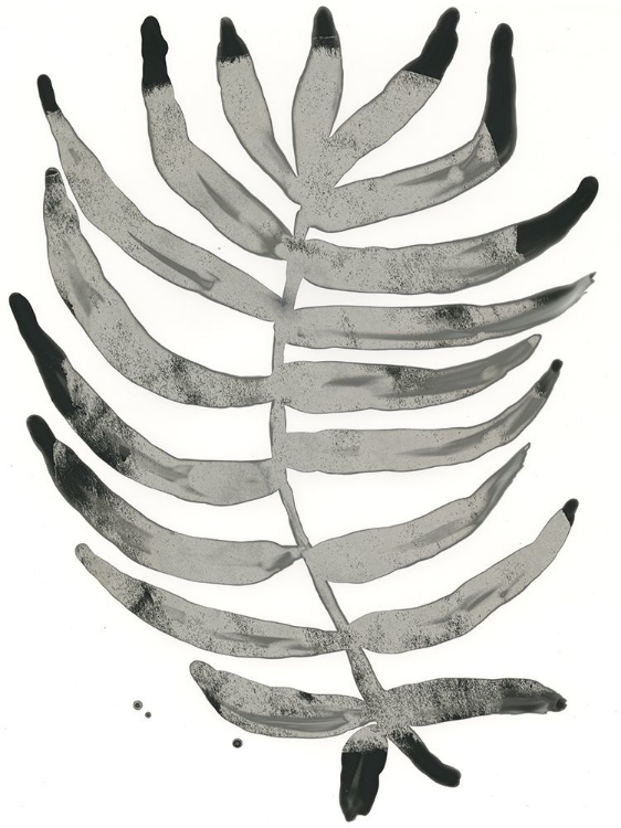 Picture of FOLIAGE FOSSIL IV