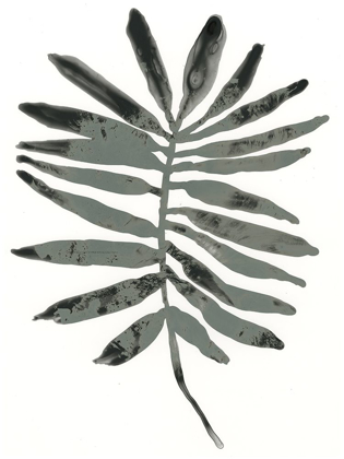 Picture of FOLIAGE FOSSIL VII