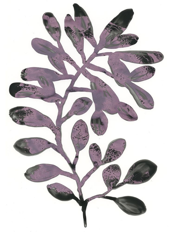 Picture of FOLIAGE FOSSIL VIII