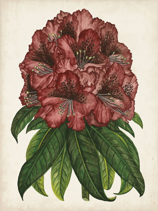 Picture of RHODODENDRON STUDY I