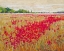 Picture of POPPIES EVENING LIGHT II