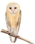 Picture of HOO DIS II