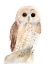 Picture of HOO DIS IV