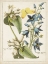 Picture of BOTANICAL BOUQUET I