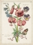 Picture of BOTANICAL BOUQUET III