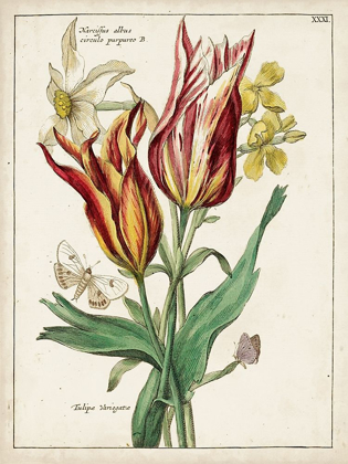 Picture of BOTANICAL BOUQUET IV