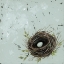 Picture of FLOWER NEST I
