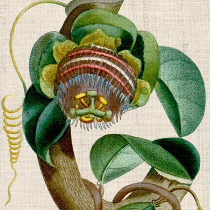 Picture of CROPPED TURPIN TROPICALS IV