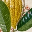 Picture of CROPPED TURPIN TROPICALS VI