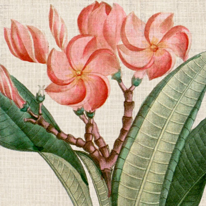 Picture of CROPPED TURPIN TROPICALS VII
