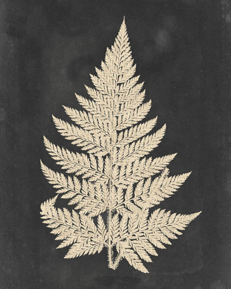 Picture of LINEN FERN I