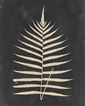 Picture of LINEN FERN III