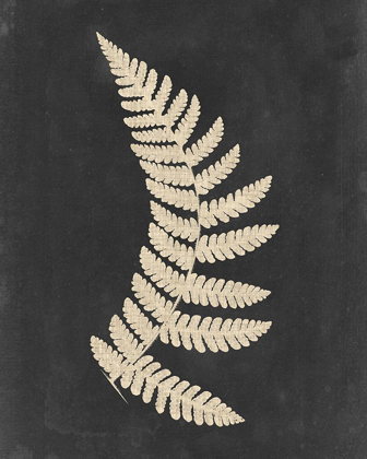 Picture of LINEN FERN IV