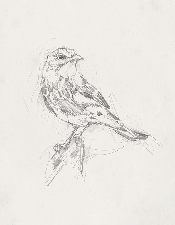 Picture of AVIAN STUDY  I
