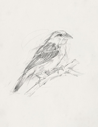 Picture of AVIAN STUDY  II