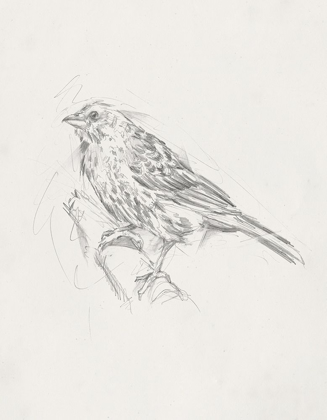 Picture of AVIAN STUDY  III