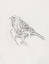 Picture of AVIAN STUDY  III