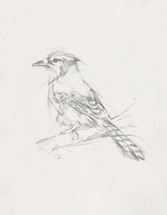 Picture of AVIAN STUDY  IV