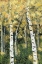 Picture of BIRCH TREELINE III