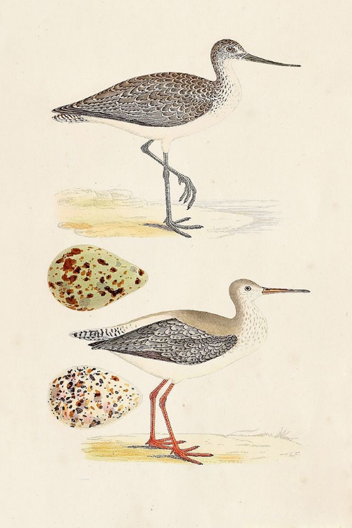 Picture of SANDPIPERS AND EGGS I